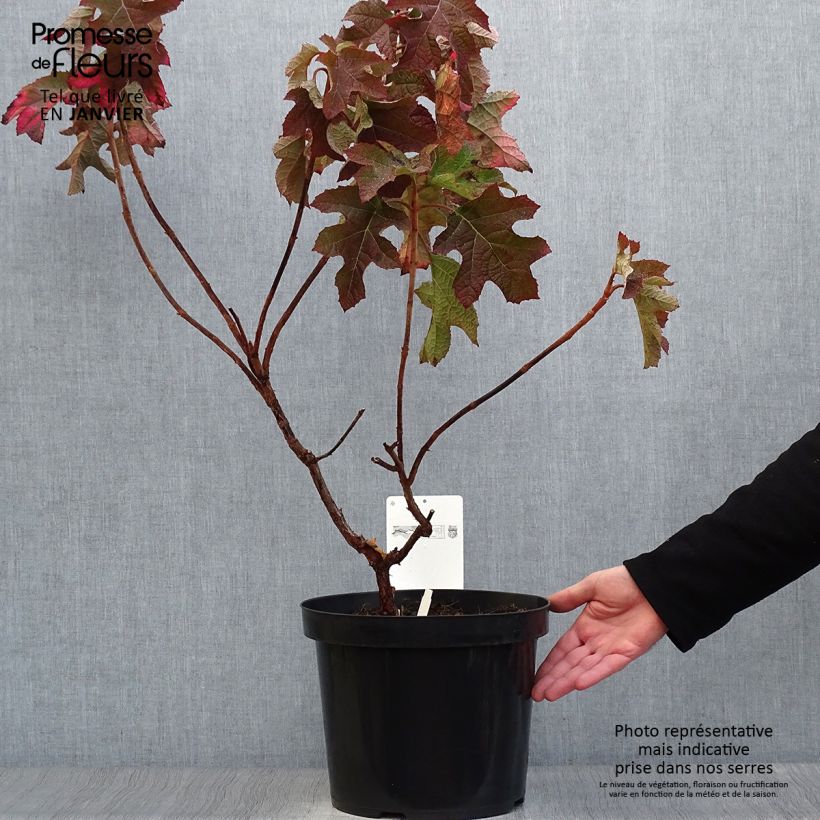 Hydrangea quercifolia Jetstream 6L/7L pot sample as delivered in winter