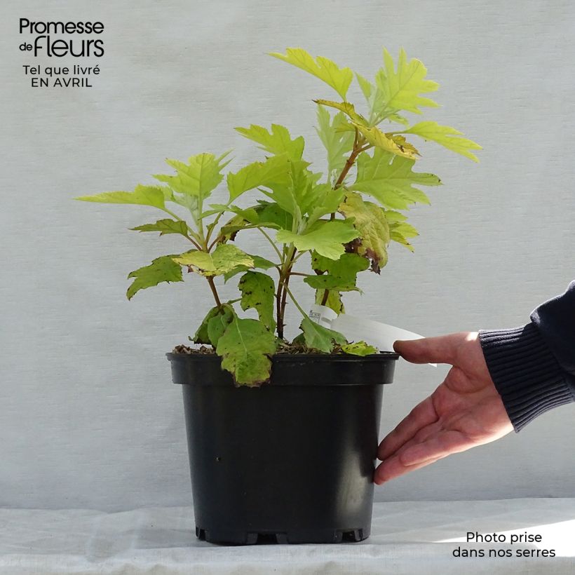Hydrangea quercifolia Little Honey 4L/5L pot sample as delivered in spring