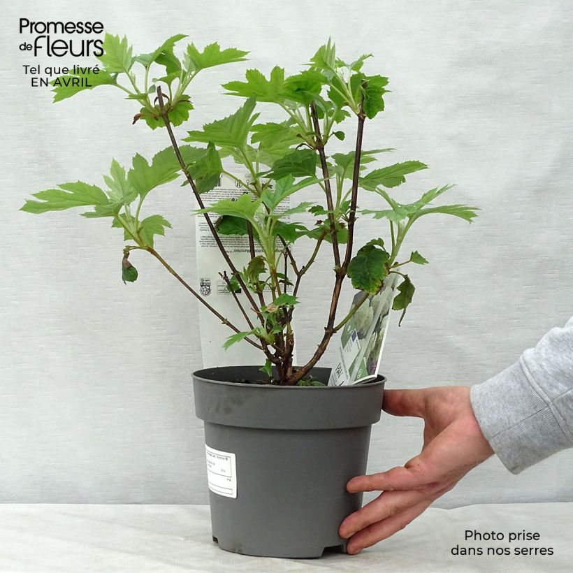 Hydrangea quercifolia Munchkin 2L/3L pot sample as delivered in spring