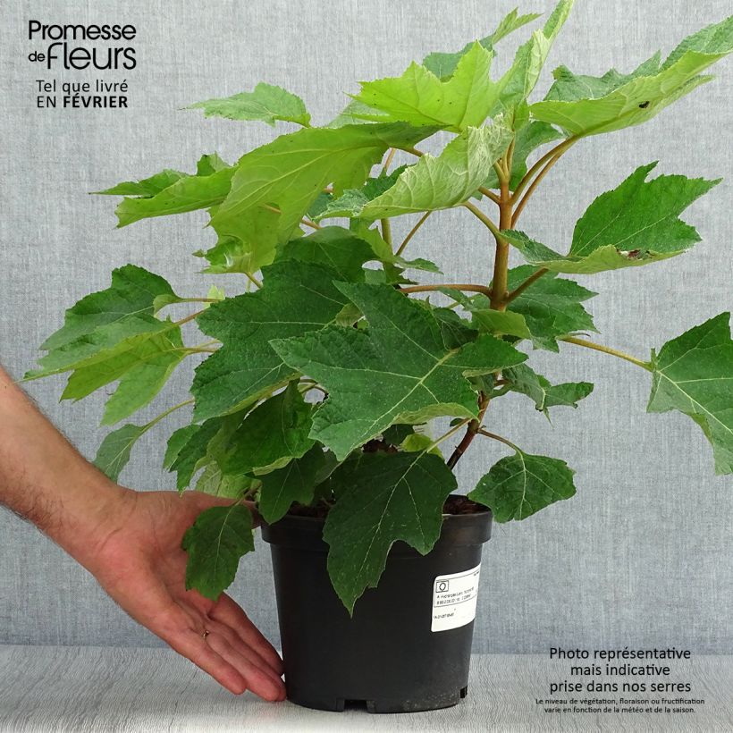 Hydrangea quercifolia Munchkin 2L/3L pot sample as delivered in autumn