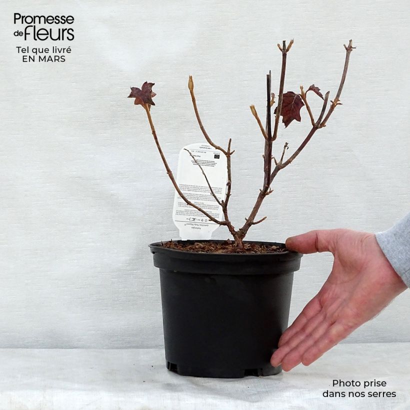 Hydrangea quercifolia Ruby Slippers 3L/4L pot sample as delivered in spring