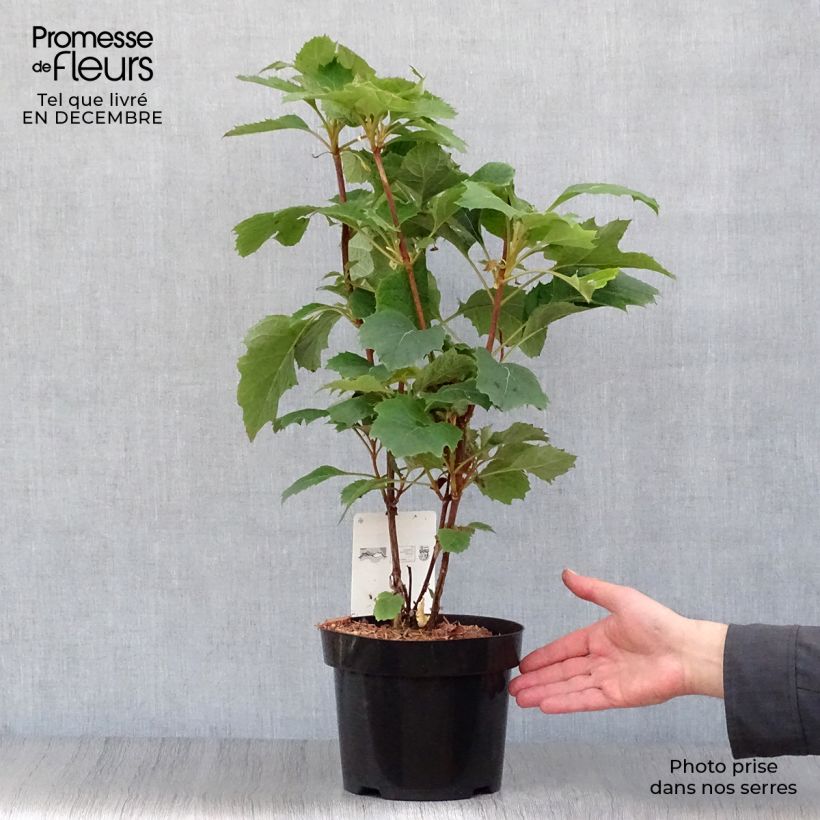 Hydrangea quercifolia Snow Queen 2L/3L pot sample as delivered in winter