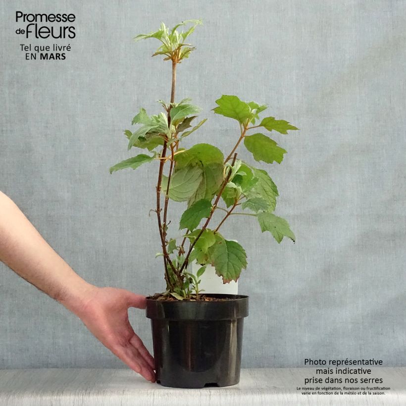 Hydrangea quercifolia Snow Queen 2L/3L pot sample as delivered in spring