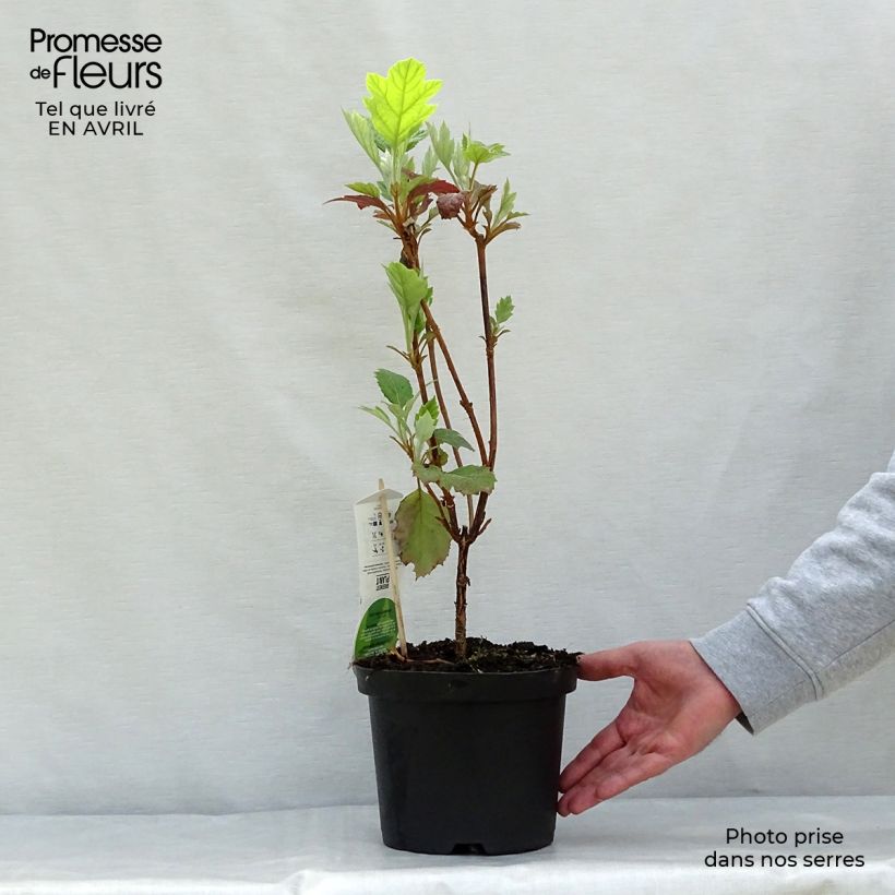 Hydrangea quercifolia Snowflake 3L/4L pot sample as delivered in spring