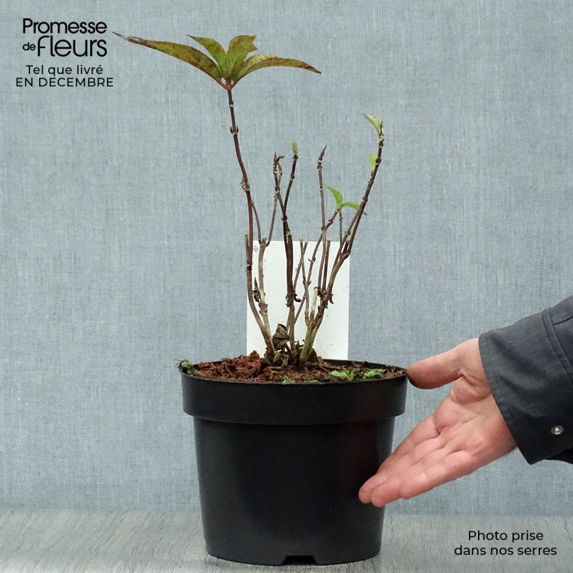 Hydrangea serrata Avelroz - Mountain Hydrangea 2L/3L pot sample as delivered in winter