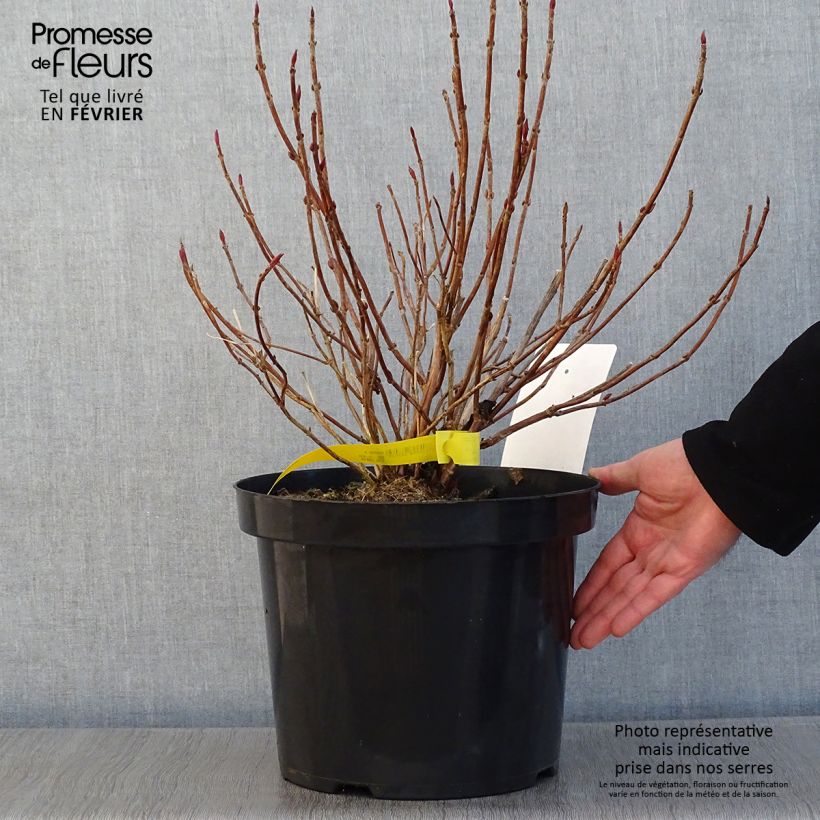 Hydrangea serrata Avelroz - Mountain Hydrangea 7.5L/10L pot sample as delivered in winter