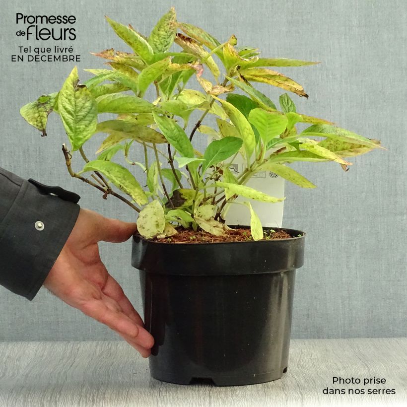 Hydrangea serrata Blue Bird - Mountain Hydrangea 3L/4L pot sample as delivered in winter