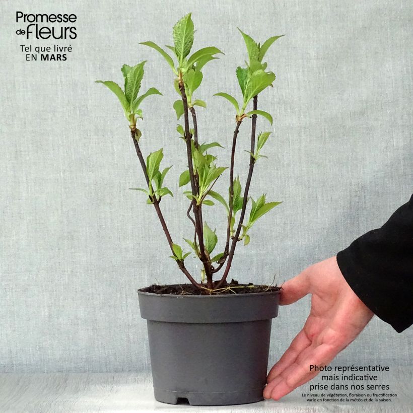 Hydrangea serrata Blue Bird - Mountain Hydrangea 3L/4L pot sample as delivered in spring