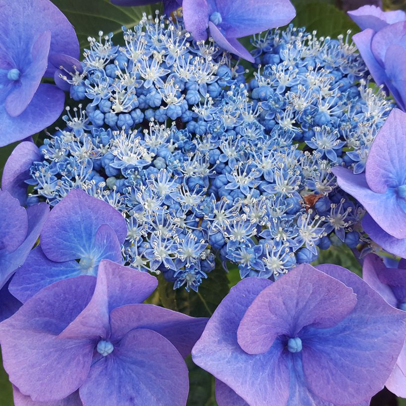 Hydrangea serrata Blue Bird - Mountain Hydrangea (Flowering)