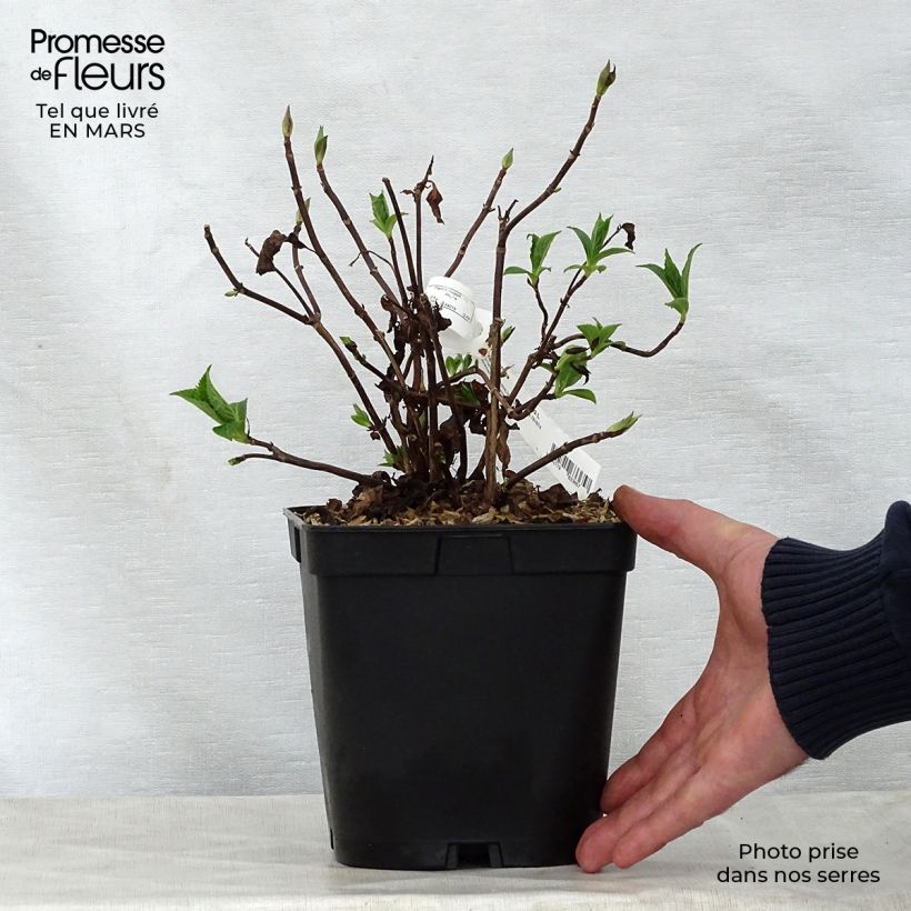 Hydrangea serrata Blue Deckle - Mountain Hydrangea 2L/3L pot sample as delivered in spring