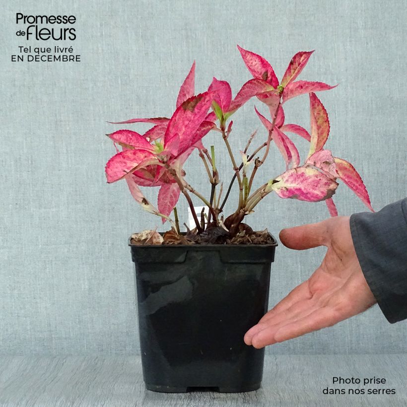 Hydrangea serrata Cap Sizun - Mountain Hydrangea 2L/3L pot sample as delivered in winter