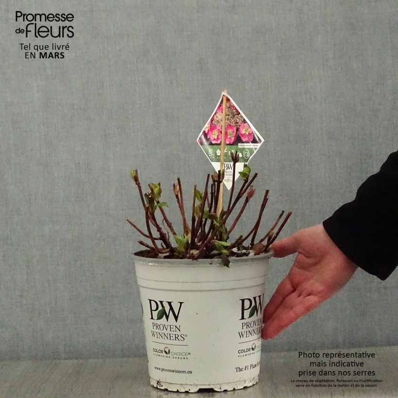 Hydrangea serrata Cotton Candy - Mountain Hydrangea 4L/5L pot sample as delivered in winter