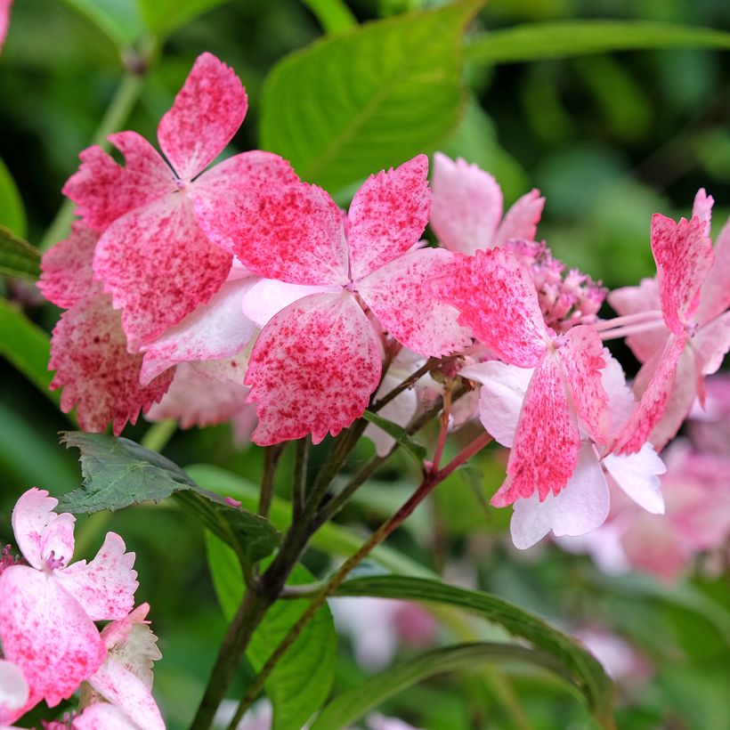 Hydrangea serrata Grayswood - Mountain Hydrangea (Flowering)
