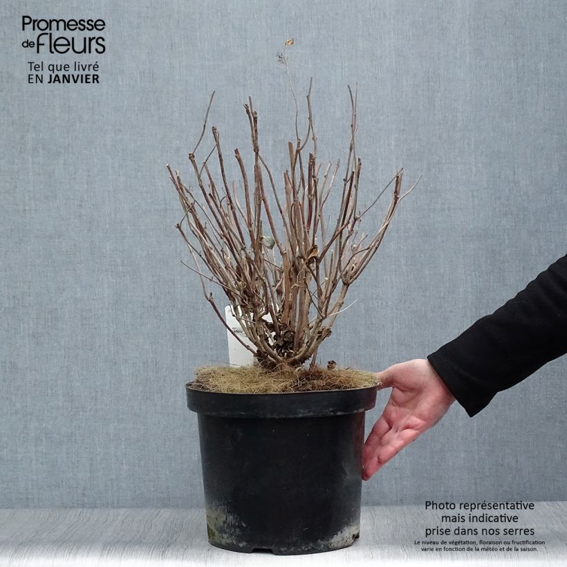 Hydrangea serrata Intermedia - Mountain Hydrangea 7.5L/10L pot sample as delivered in winter