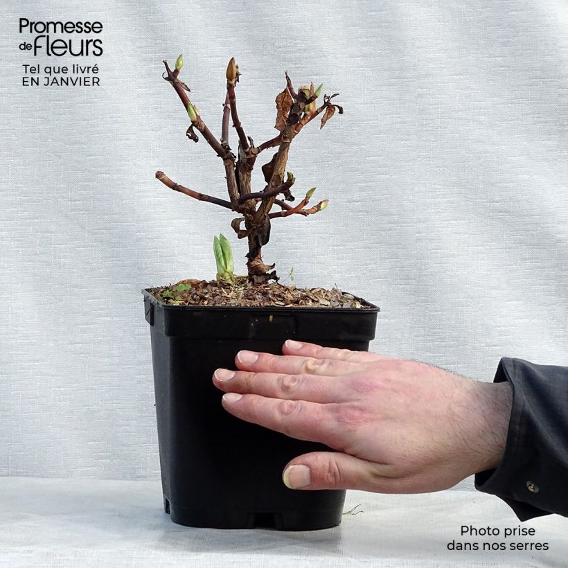 Hydrangea serrata Klaveren - Mountain Hydrangea 2L/3L pot sample as delivered in winter