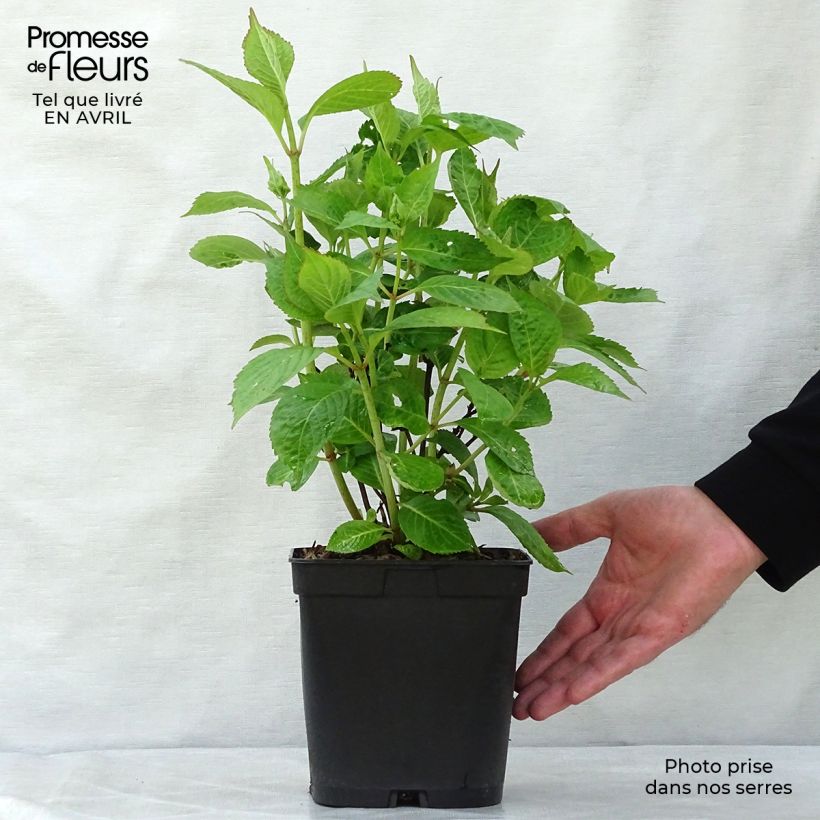 Hydrangea serrata Klaveren - Mountain Hydrangea 2L/3L pot sample as delivered in spring