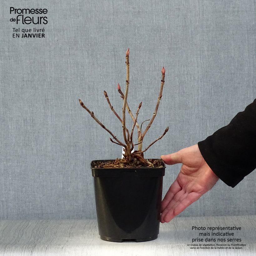 Hydrangea serrata Vicomte de Kerlot - Mountain Hydrangea 2L/3L pot sample as delivered in winter