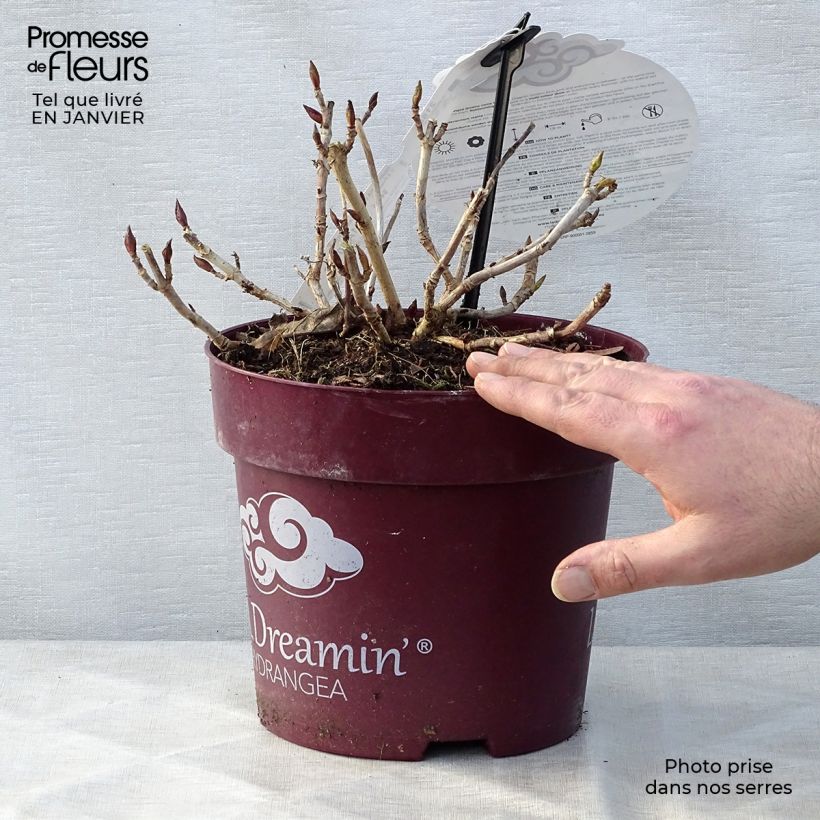 Hydrangea macrophylla L.A. Dreamin Lindsey Ann 4L/5L pot sample as delivered in winter