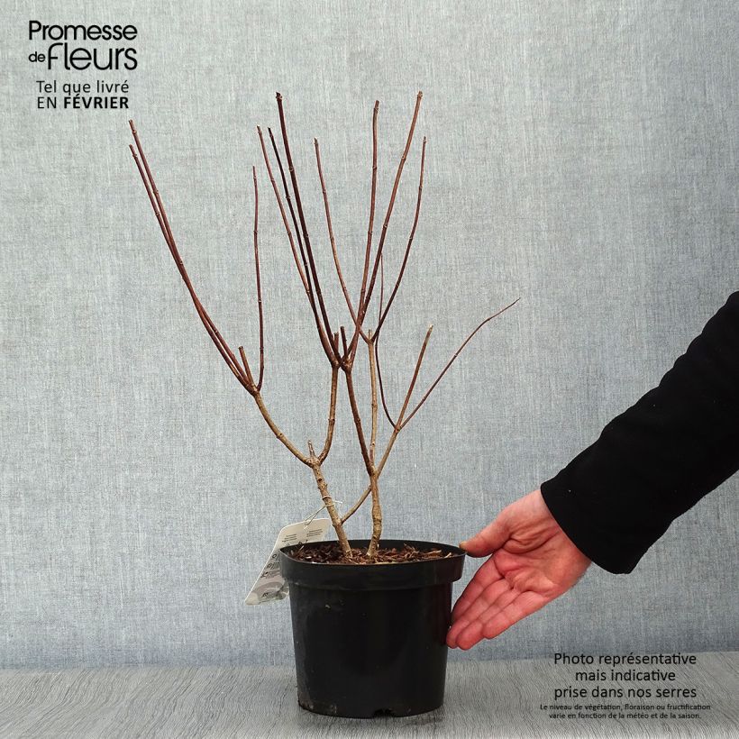 Hydrangea paniculata Pink Diamond 2L/3L pot sample as delivered in winter