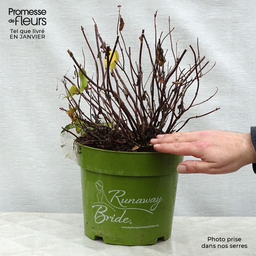 Hydrangea Runaway Bride Snow White 6L/7L pot sample as delivered in winter