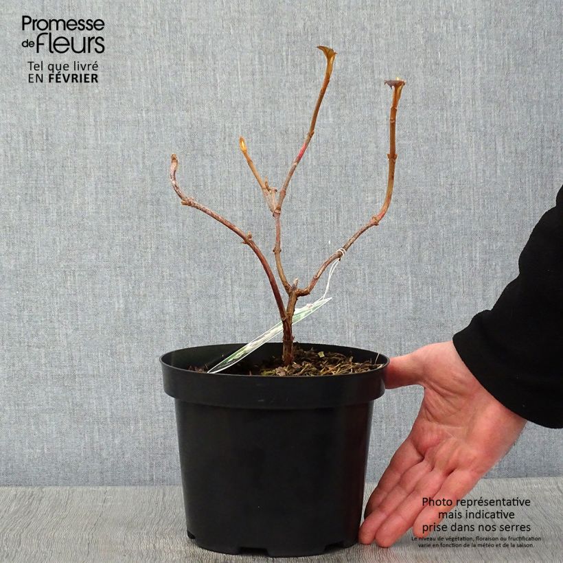 Hydrangea quercifolia Sikes Dwarf 2L/3L pot sample as delivered in winter