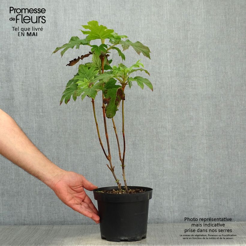 Hydrangea quercifolia Bultinks Giant Flowers 2L/3L pot sample as delivered in spring