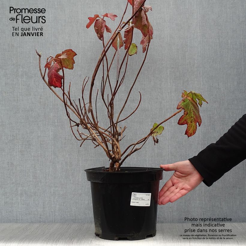 Hydrangea quercifolia Bultinks Giant Flowers 7.5L/10L pot sample as delivered in winter