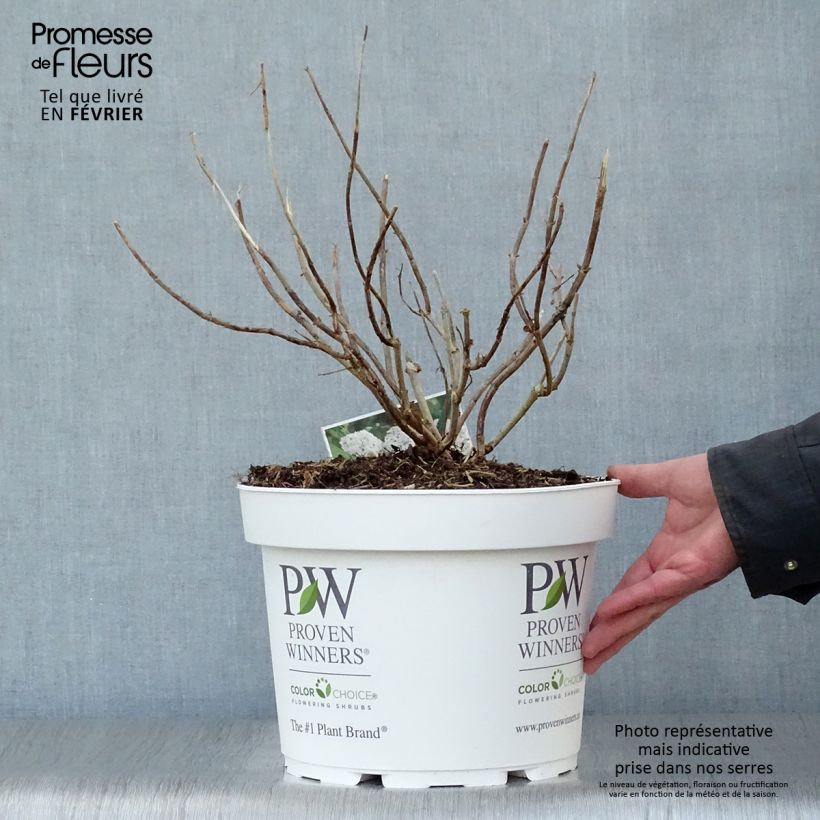 Hydrangea arborescens BellaRagazza Blanchetta 7.5L/10L pot sample as delivered in winter
