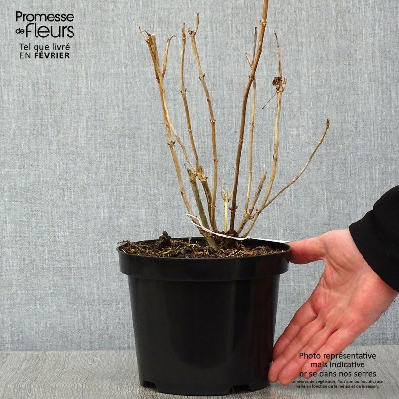 Hydrangea arborescens Hills of Snow 2L/3L pot sample as delivered in winter