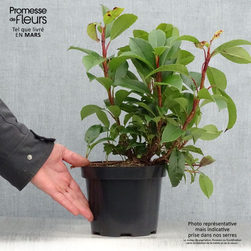 Hydrangea Semiola 2L/3L pot sample as delivered in spring