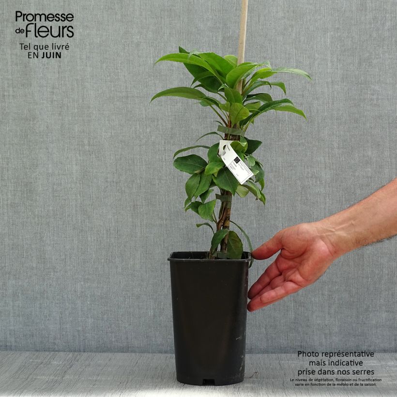 Hydrangea seemanii - Climbing Hydrangea 2L/3L pot sample as delivered in spring