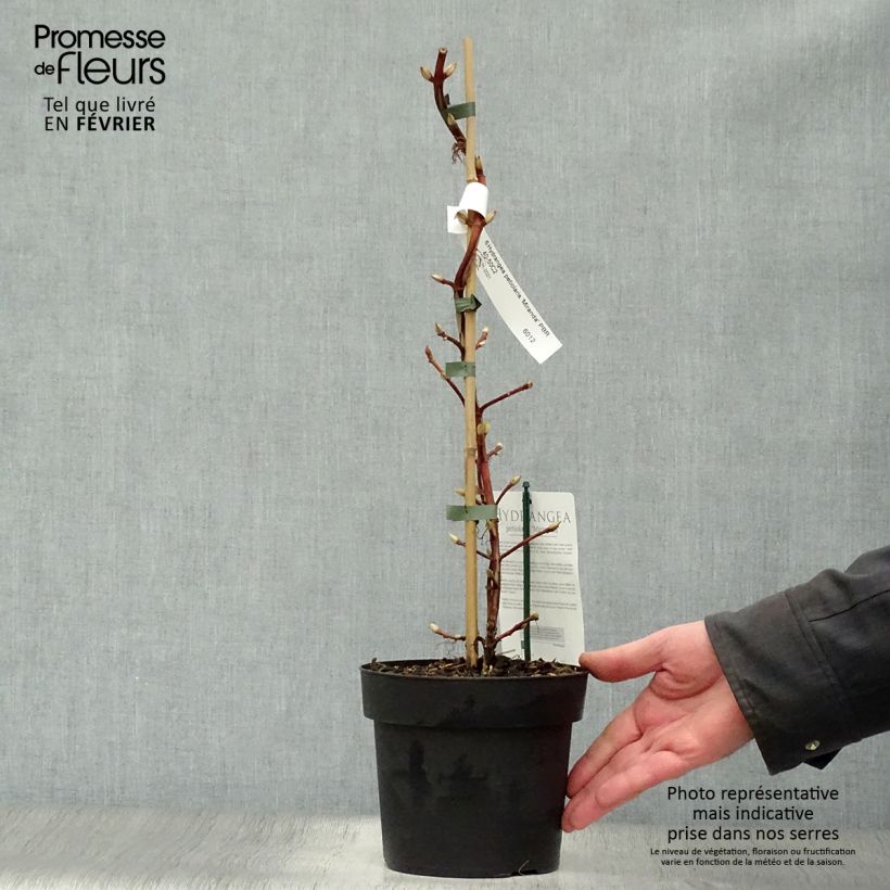 Hydrangea petiolaris Mirranda- Climbing Hydrangea 2L/3L pot sample as delivered in winter
