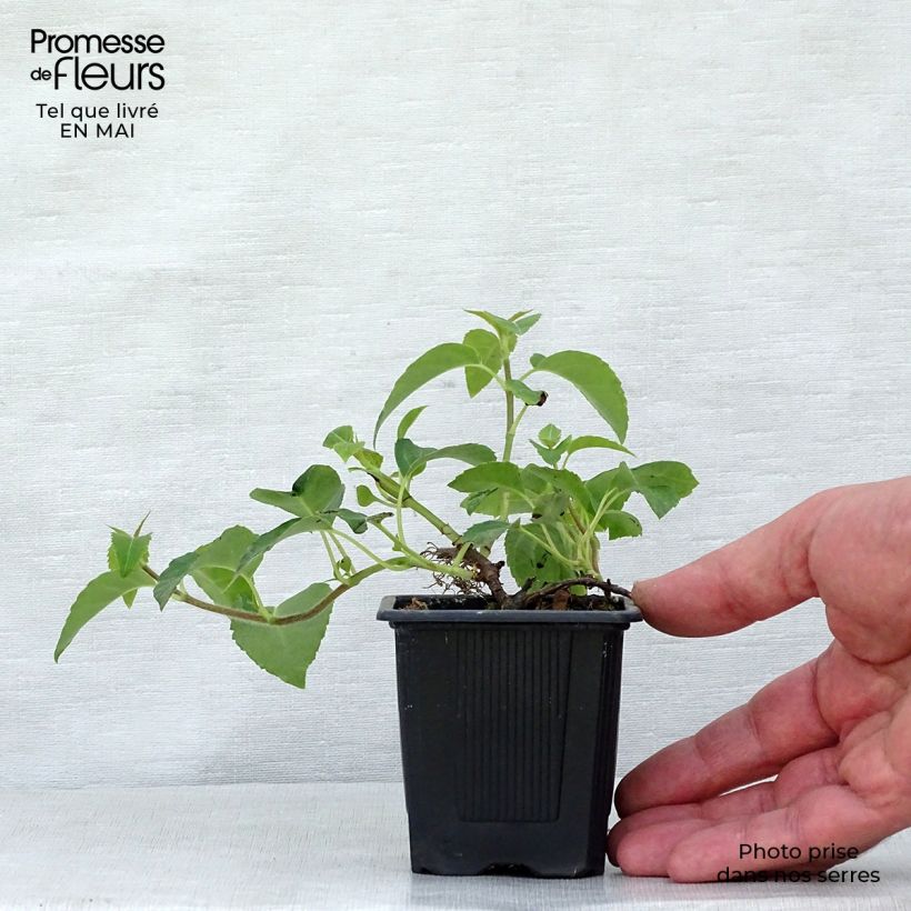 Hydrangea anomala subsp. petiolaris- Climbing Hydrangea 8/9 cm pot sample as delivered in spring