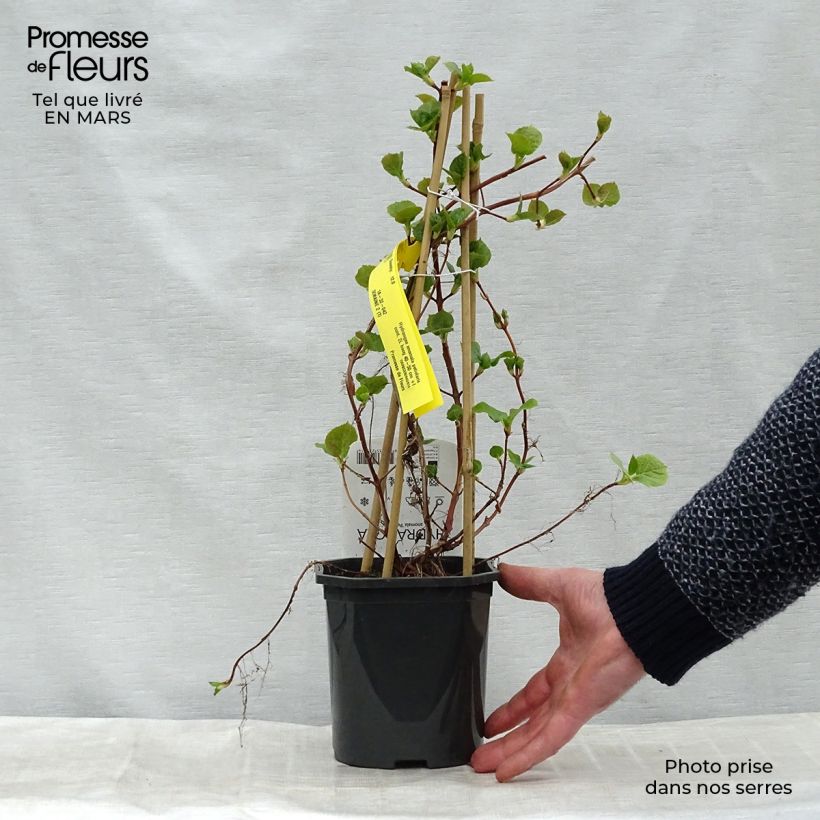 Hydrangea anomala subsp. petiolaris- Climbing Hydrangea 2L/3L pot sample as delivered in winter