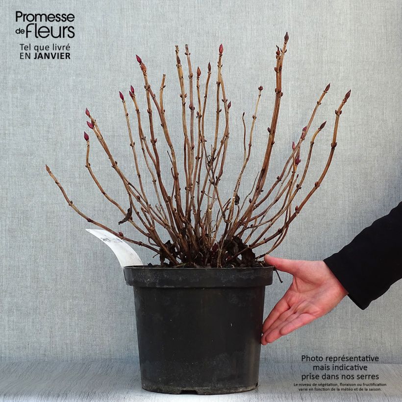 Hydrangea macrophylla Alpenglühen 7.5L/10L pot sample as delivered in winter