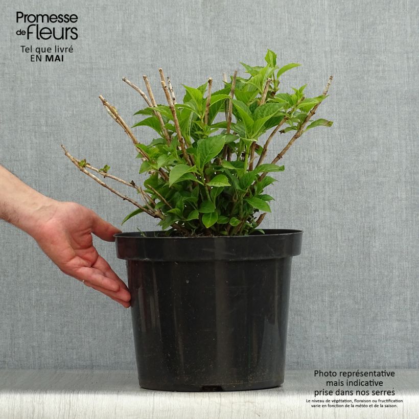 Hydrangea macrophylla Alpenglühen 7.5L/10L pot sample as delivered in spring