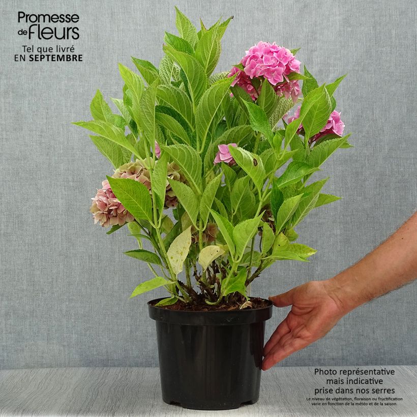 Hydrangea macrophylla Ankong 4L/5L pot sample as delivered in autumn