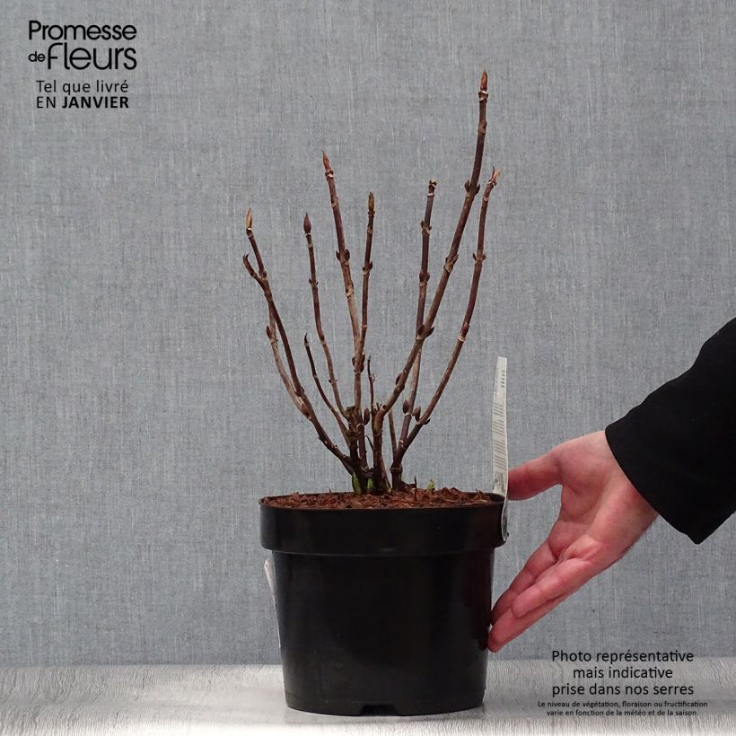 Hydrangea macrophylla Cloudi 3L/4L pot sample as delivered in winter