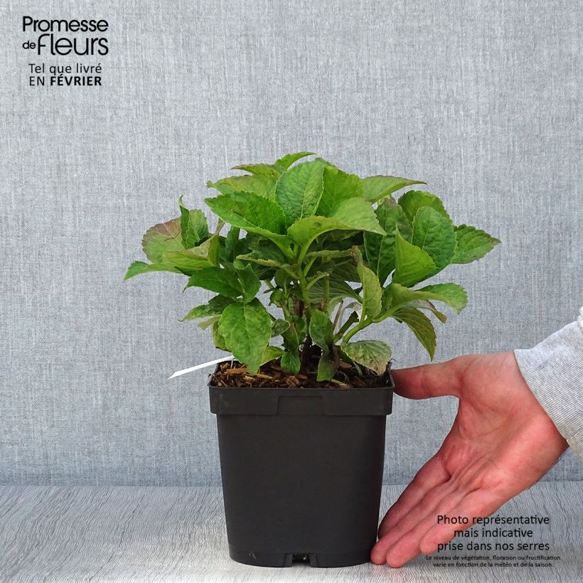 Hydrangea macrophylla Eughen Hahn 2L/3L pot sample as delivered in autumn