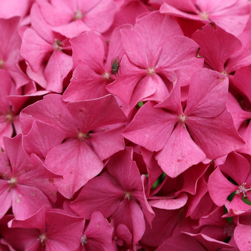Hydrangea macrophylla King George V (Flowering)