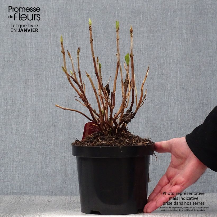 Hydrangea macrophylla Lanarth White 2L/3L pot sample as delivered in winter