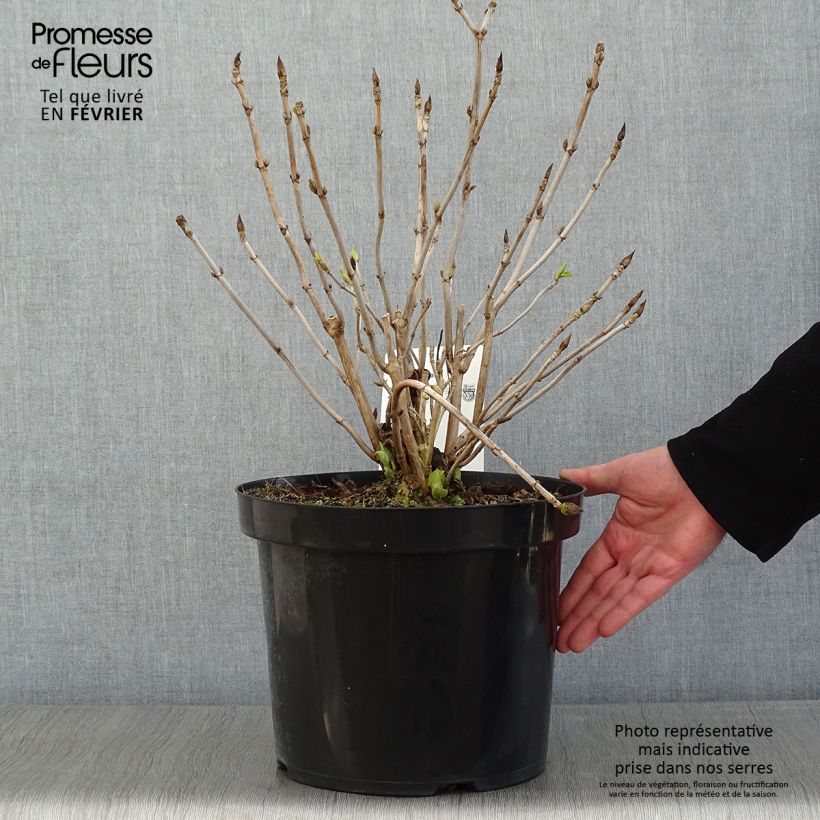 Hydrangea macrophylla Lanarth White 7.5L/10L pot sample as delivered in winter