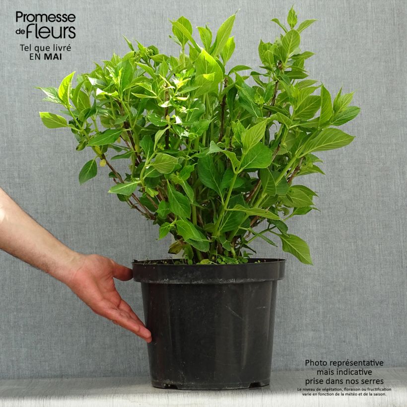 Hydrangea macrophylla Lanarth White 7.5L/10L pot sample as delivered in spring