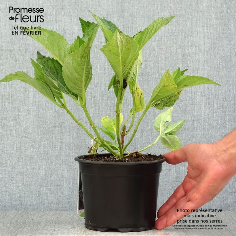Hydrangea macrophylla Mariesii Perfecta 2L/3L pot sample as delivered in autumn