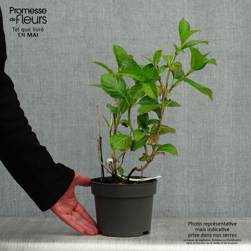 Hydrangea macrophylla Mariesii Perfecta 2L/3L pot sample as delivered in spring