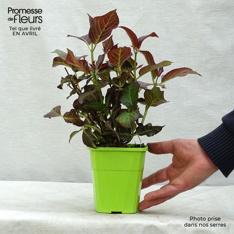 Hydrangea macrophylla Miss Saori 1L/1.5L pot sample as delivered in spring