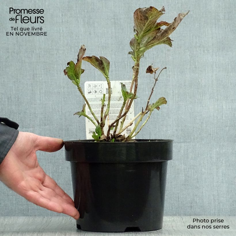 Hydrangea macrophylla Miss Saori 2L/3L pot sample as delivered in autumn