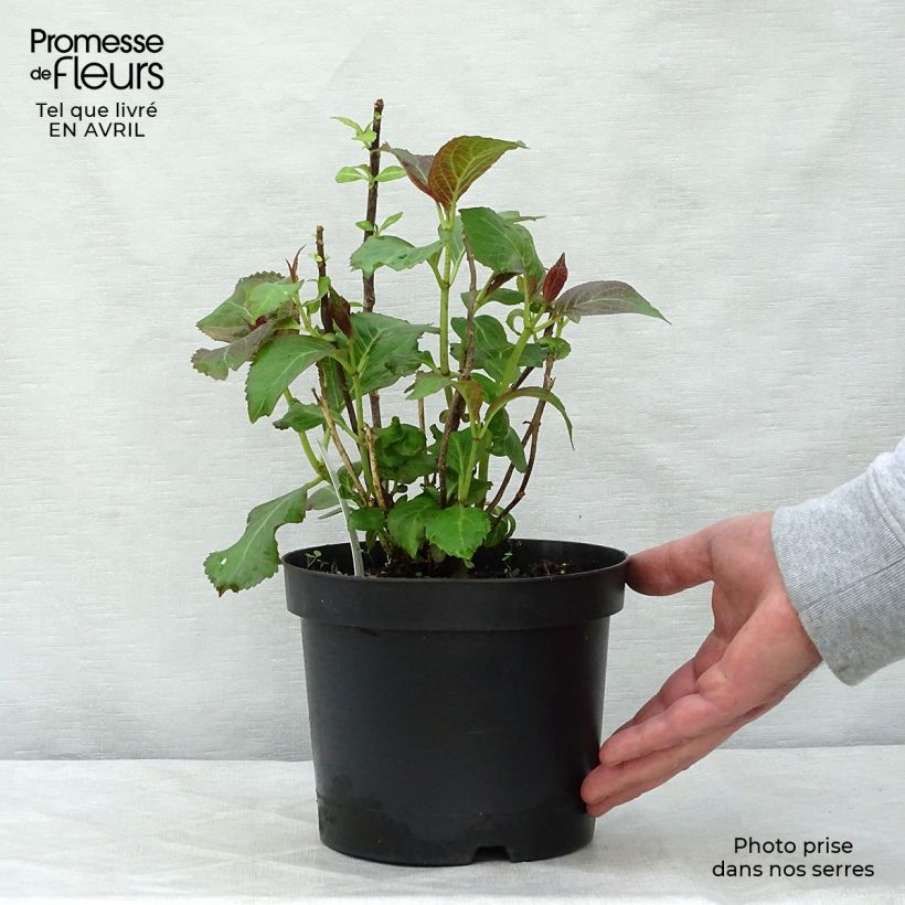 Hydrangea macrophylla Miss Saori 2L/3L pot sample as delivered in spring