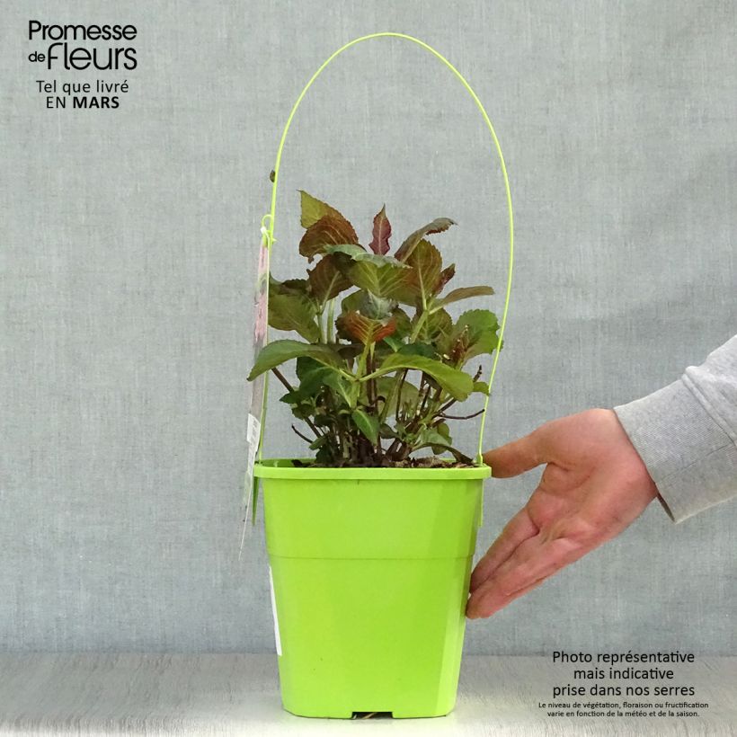 Hydrangea macrophylla Miss Saori 4L/5L pot sample as delivered in spring