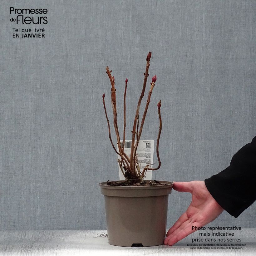 Hydrangea macrophylla Rotkehlchen 2L/3L pot sample as delivered in winter